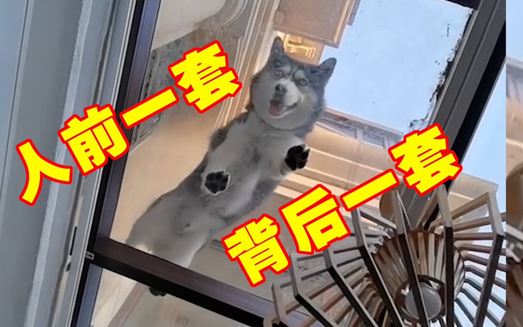 二哈在我眼里你就是沙雕