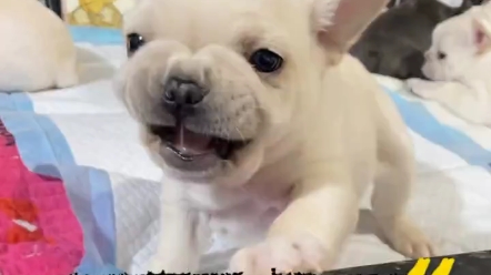 法国斗牛犬,白色法斗