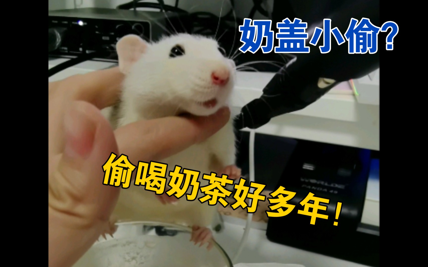 活动作品花枝鼠我喝你两口奶茶怎么了