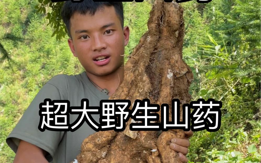 野生大山药