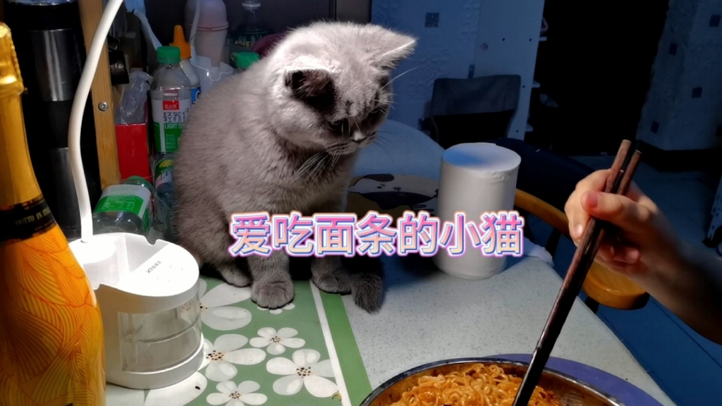 一只爱吃面条的小猫咪哔哩哔哩bilibili