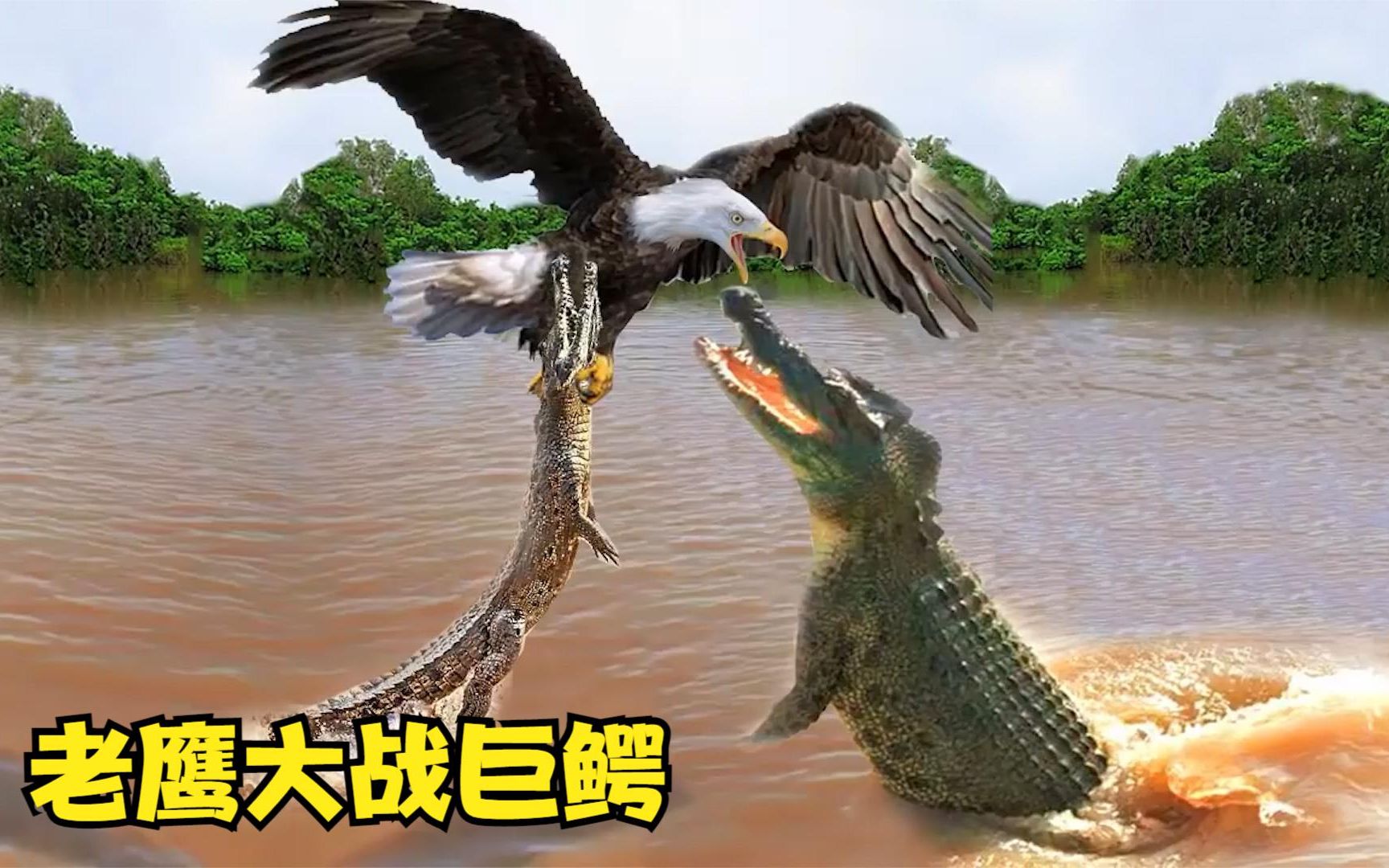 强大的老鹰对凶猛的鳄鱼发起了猛烈的进攻!
