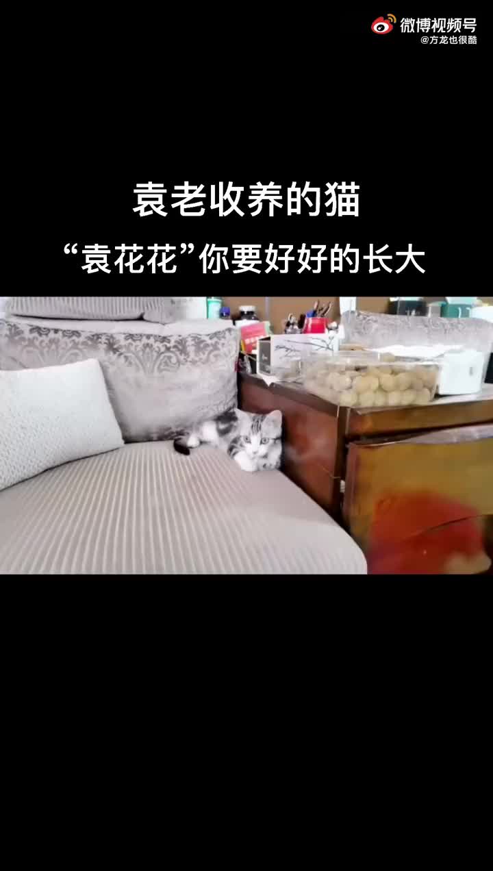 袁花花你要好好的长大啊哔哩哔哩bilibili