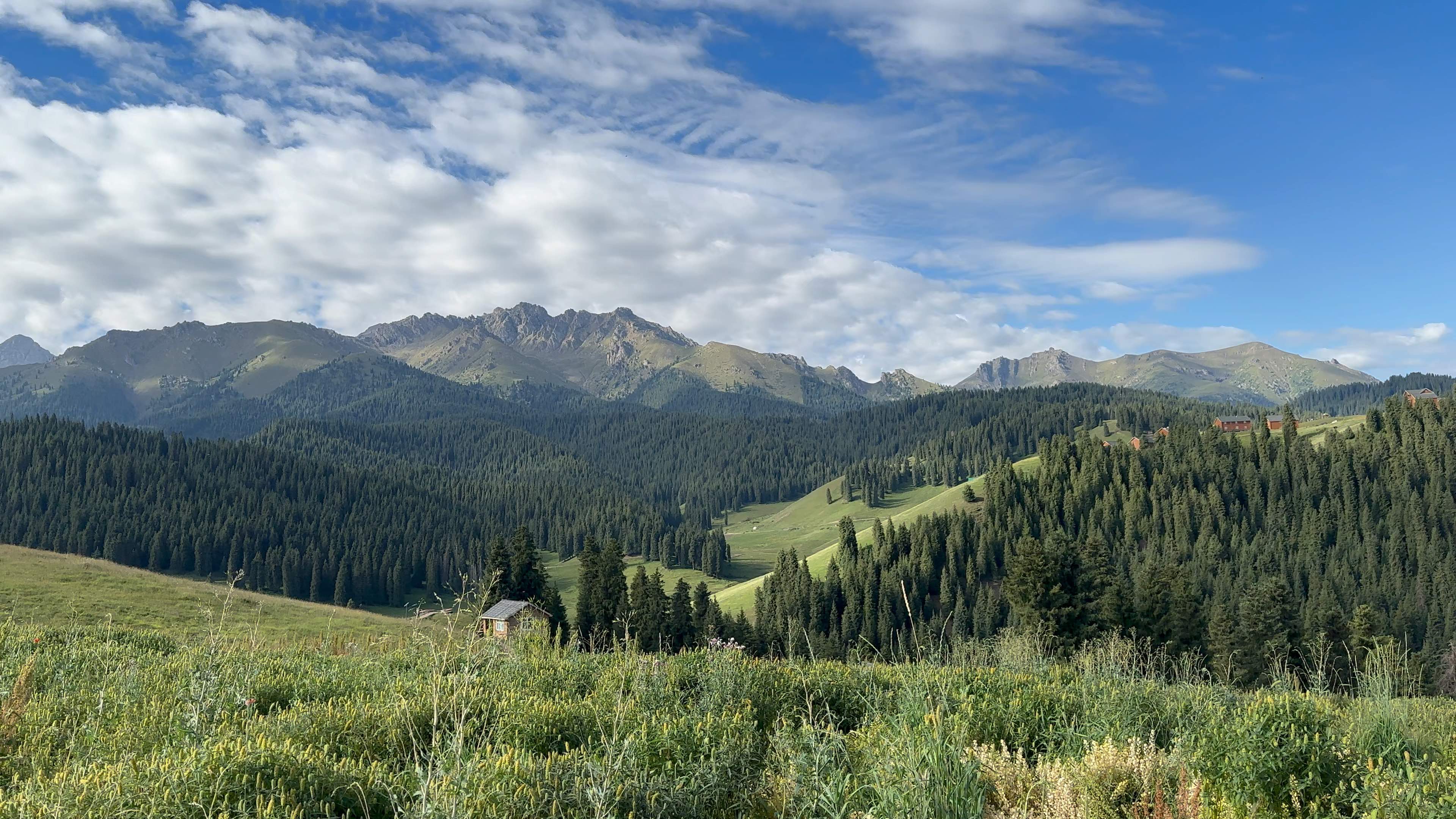 吉布库河～一万泉19麦田,杉林,群山连接层递,直挂白云间