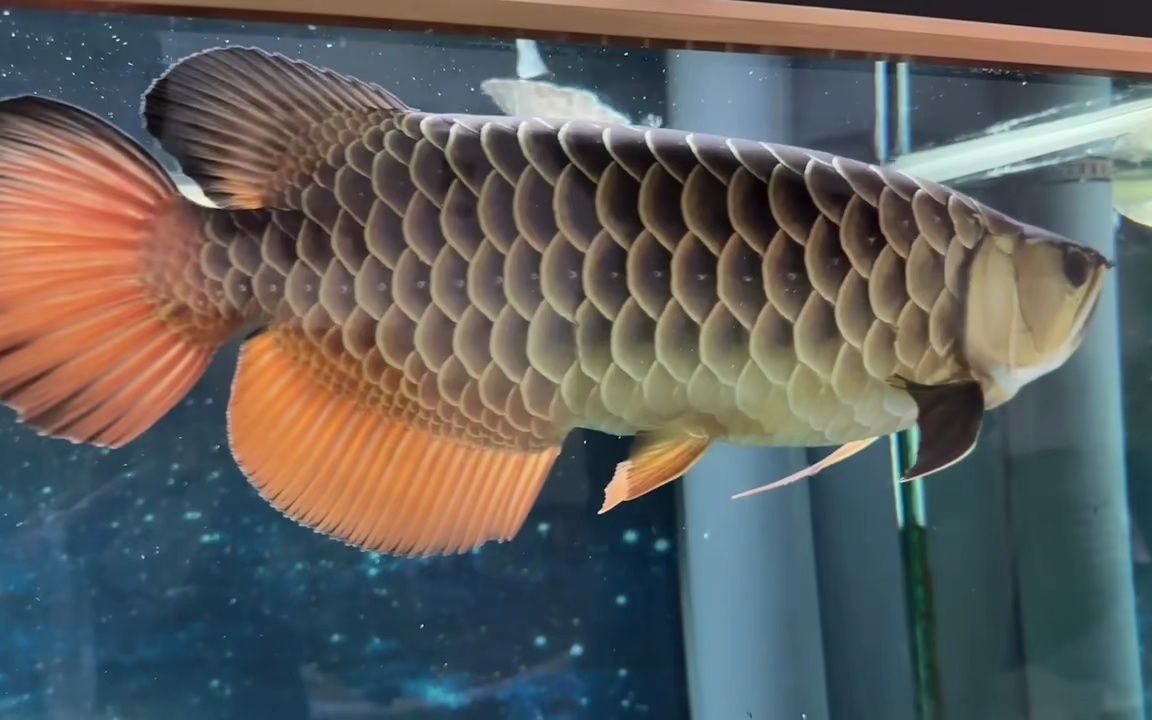 这黑金龙真漂亮啊