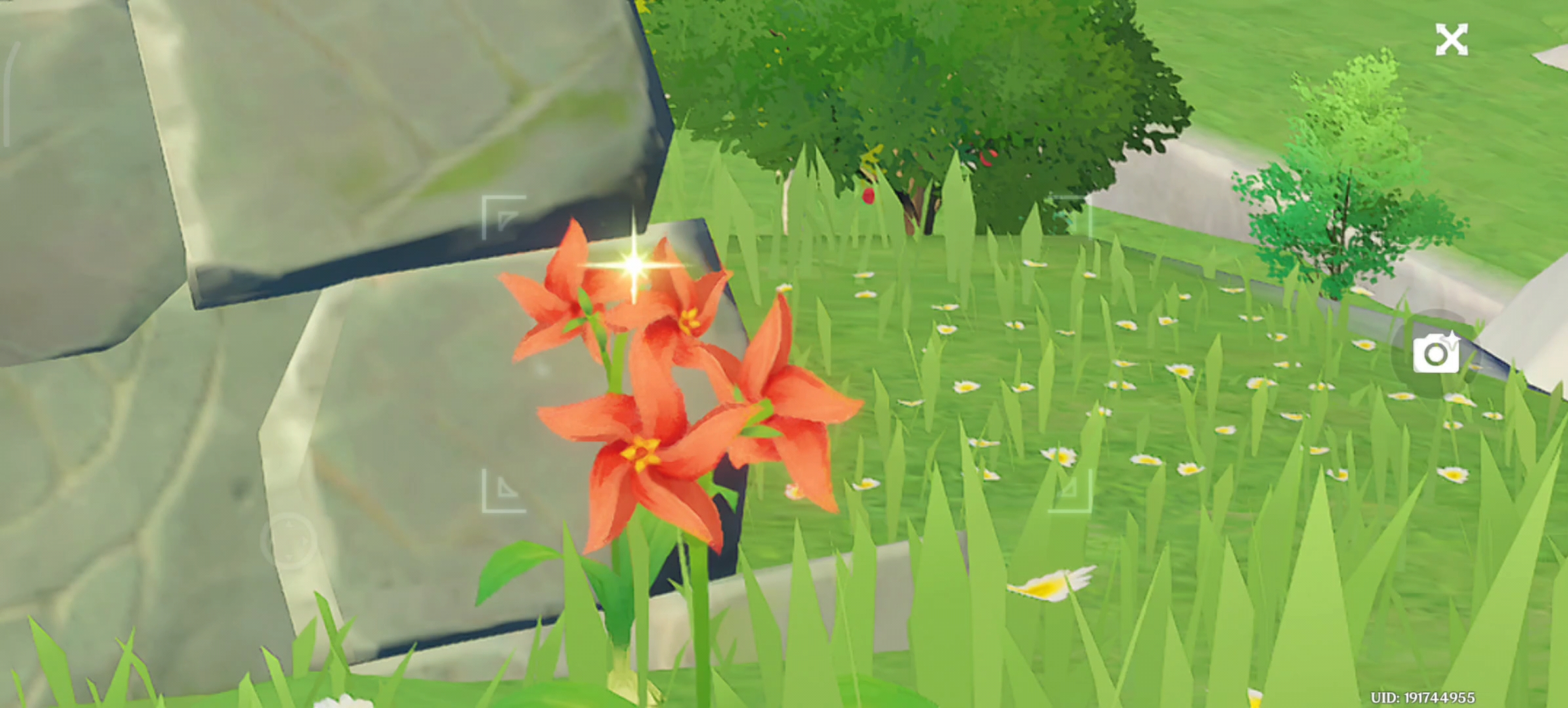 你真的真的真的有好好观察过风车菊吗?