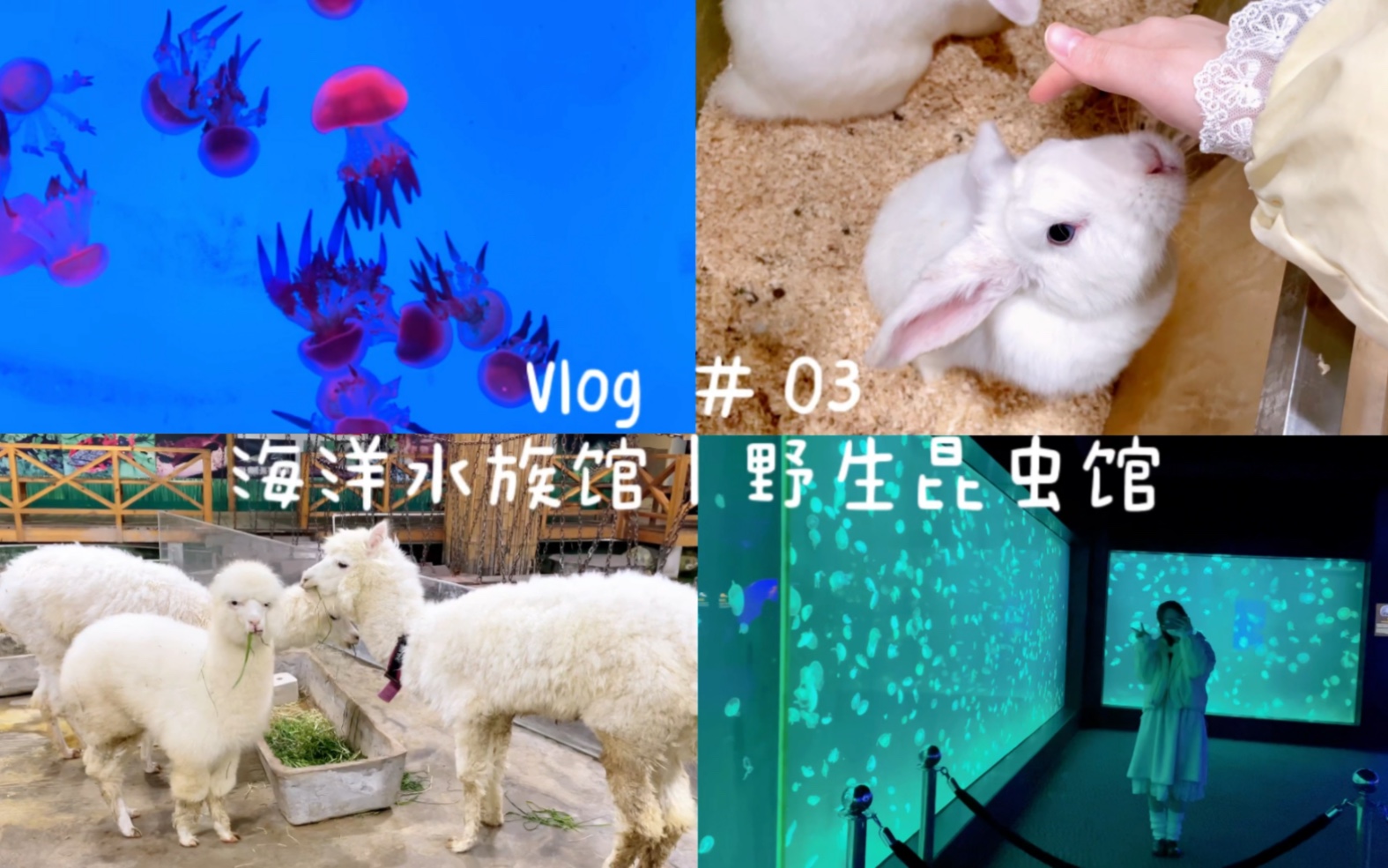 [图]【Vlog 03】上海海洋水族馆｜野生昆虫馆