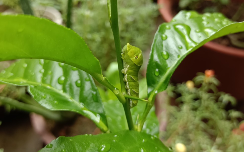 此虫名为啥?可怜了枝干弱小的柠檬树了