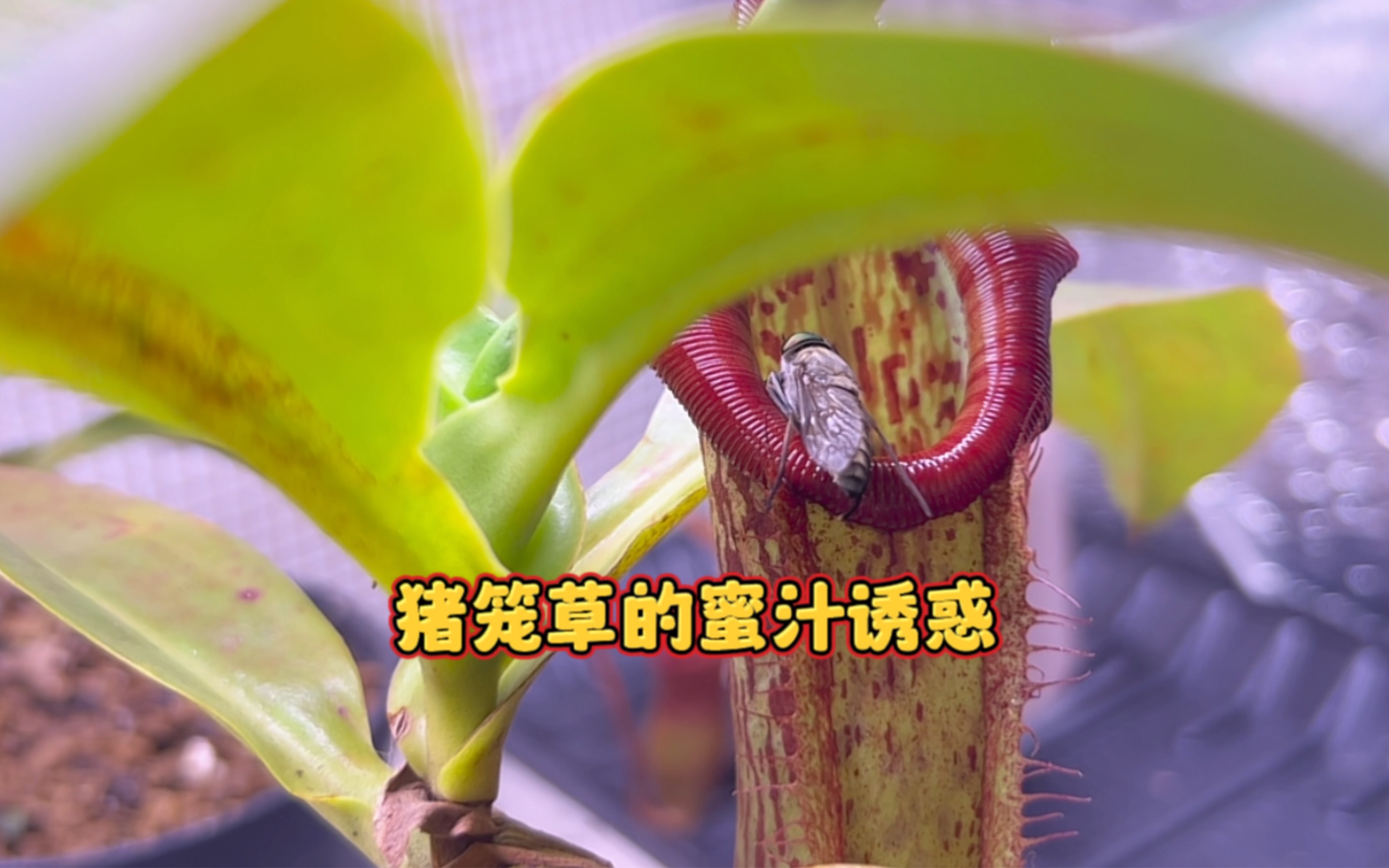猪笼草吸引昆虫靠的就是色香味俱全