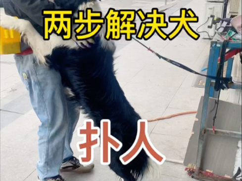 狗狗扑人怎么办