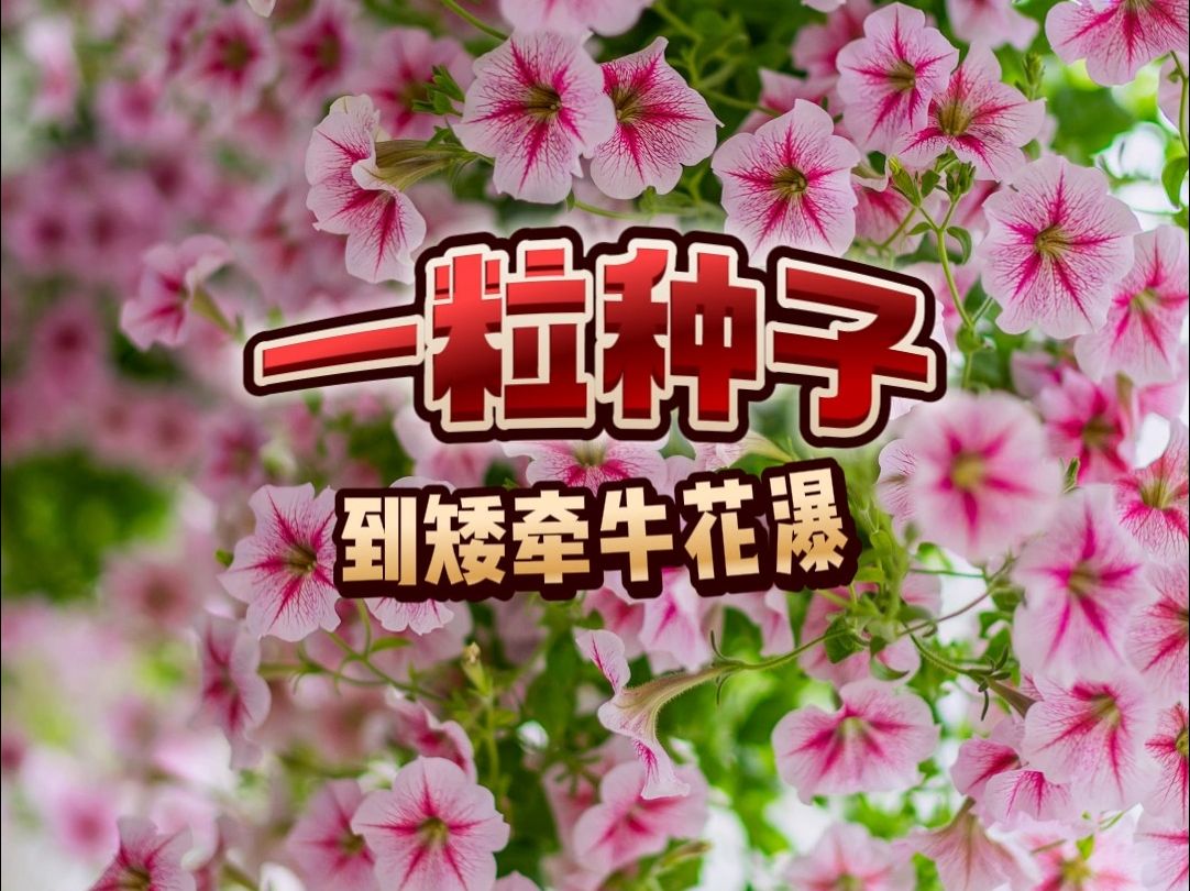 从一粒种子到矮牵牛花瀑布全过程记录哔哩哔哩bilibili