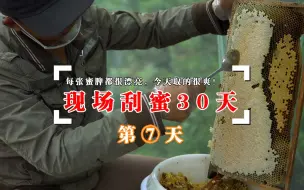 Video herunterladen: 现场勺子刮蜜30天，今天第7天，2箱蜂每张蜜脾都很漂亮