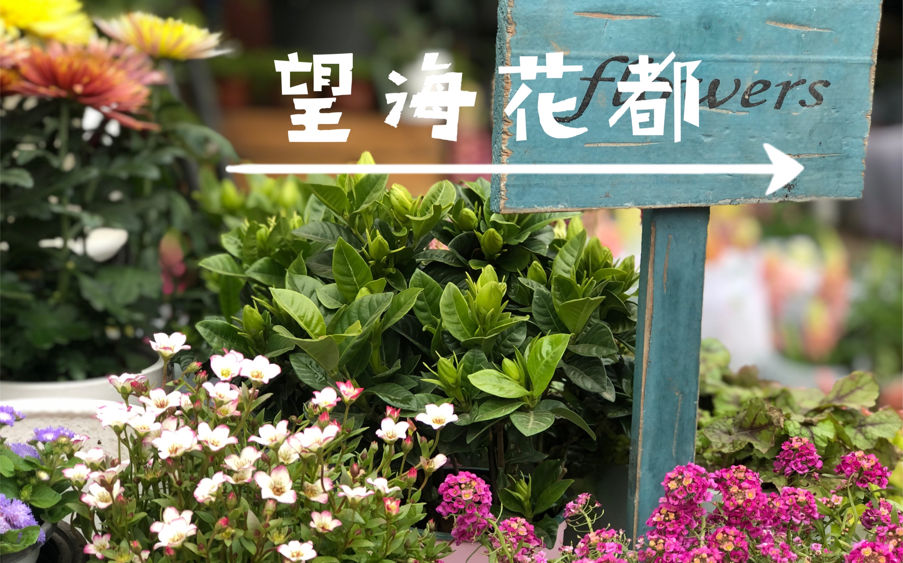 望海花都一日游