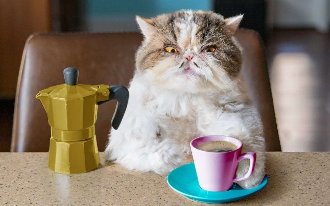 喵星人喝咖啡后开挂,竟然当上了总统?