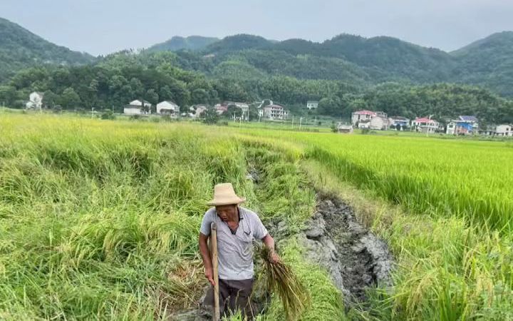 [图]【田间劳作】收稻谷