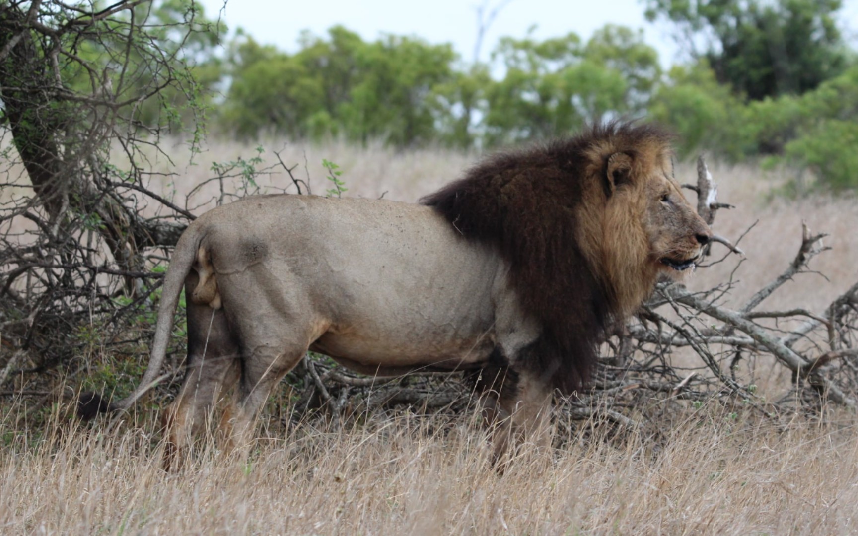 世界上最大的狮子品种图片