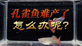 治疗孔雀鱼体内寄生虫试试这个方法 哔哩哔哩 つロ干杯 Bilibili