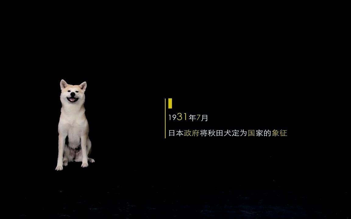 忠诚的日本国犬  秋田哔哩哔哩bilibili