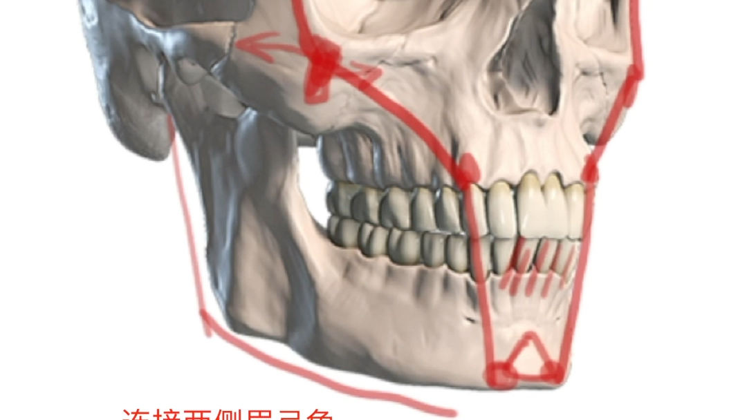 归纳与概括头骨结构?这里有答案!哔哩哔哩bilibili