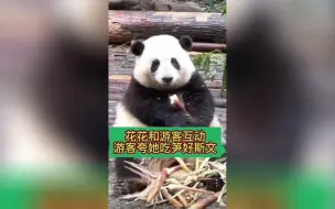 下载视频: 大熊猫和花花与游客互动，游客夸她吃笋好斯文！