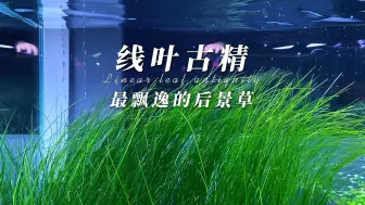 Download Video: 线叶古精||最飘逸的后景草