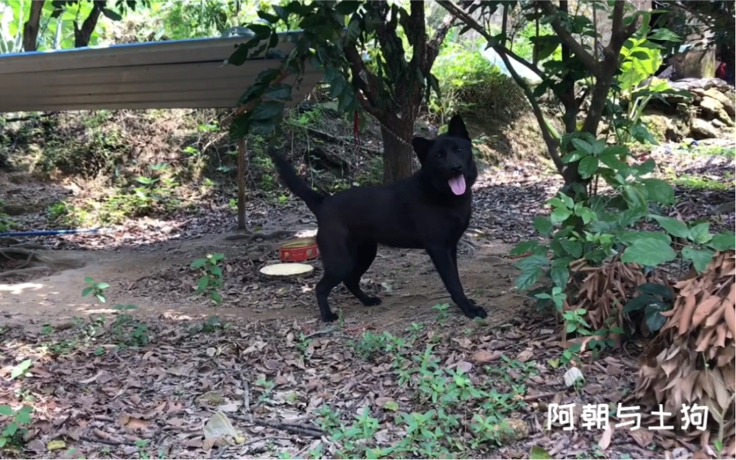 这条漂亮品相的中华田园纯黑大土狗,两个月之后估计就看不到了,看它那