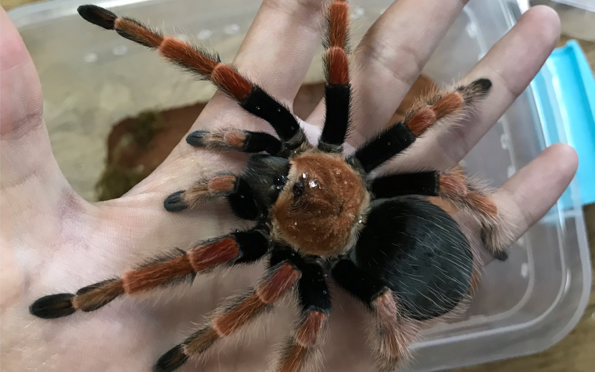 巴掌大的蜘蛛(火脚)开箱