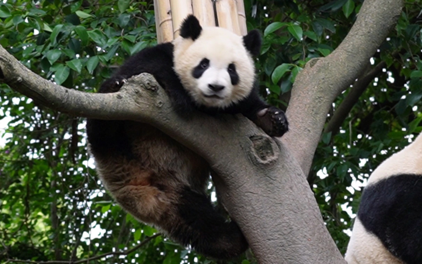 【大熊猫毛毛春生】姨婆,要是你转过来看看我,我不信你两眼空空_哔哩