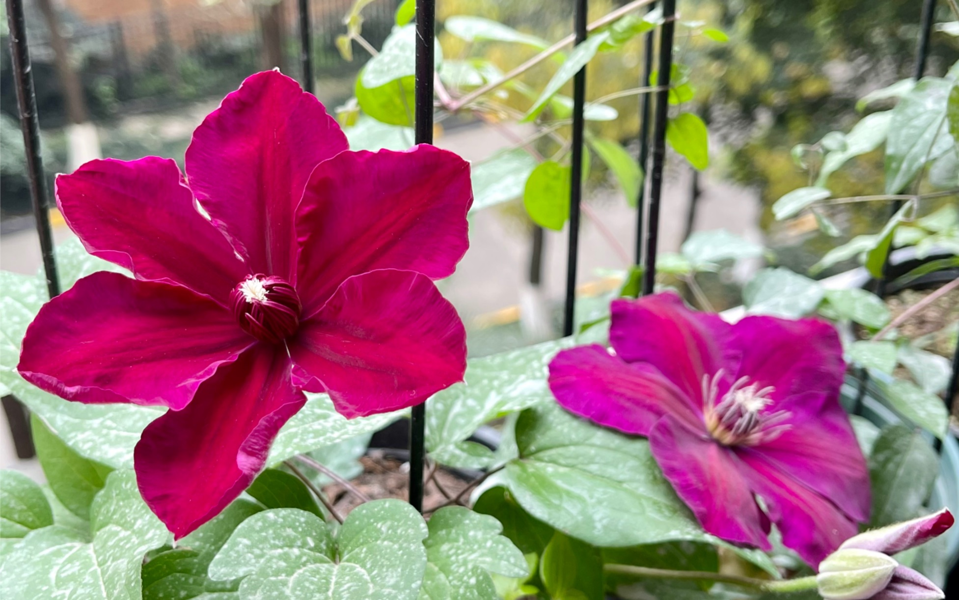 铁线莲中国红-开花欣赏,大红色选哪个品种?_哔哩哔哩_bilibili