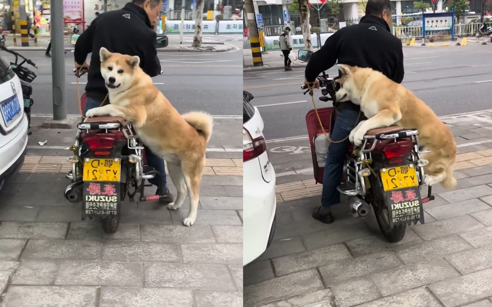 狗子动作娴熟跳上摩托车,稳稳趴在后座惊呆路人,骚操作稳如老狗