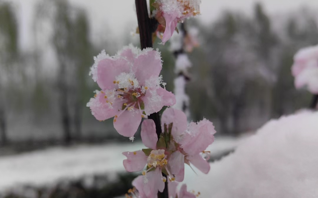 河南三月桃花雪