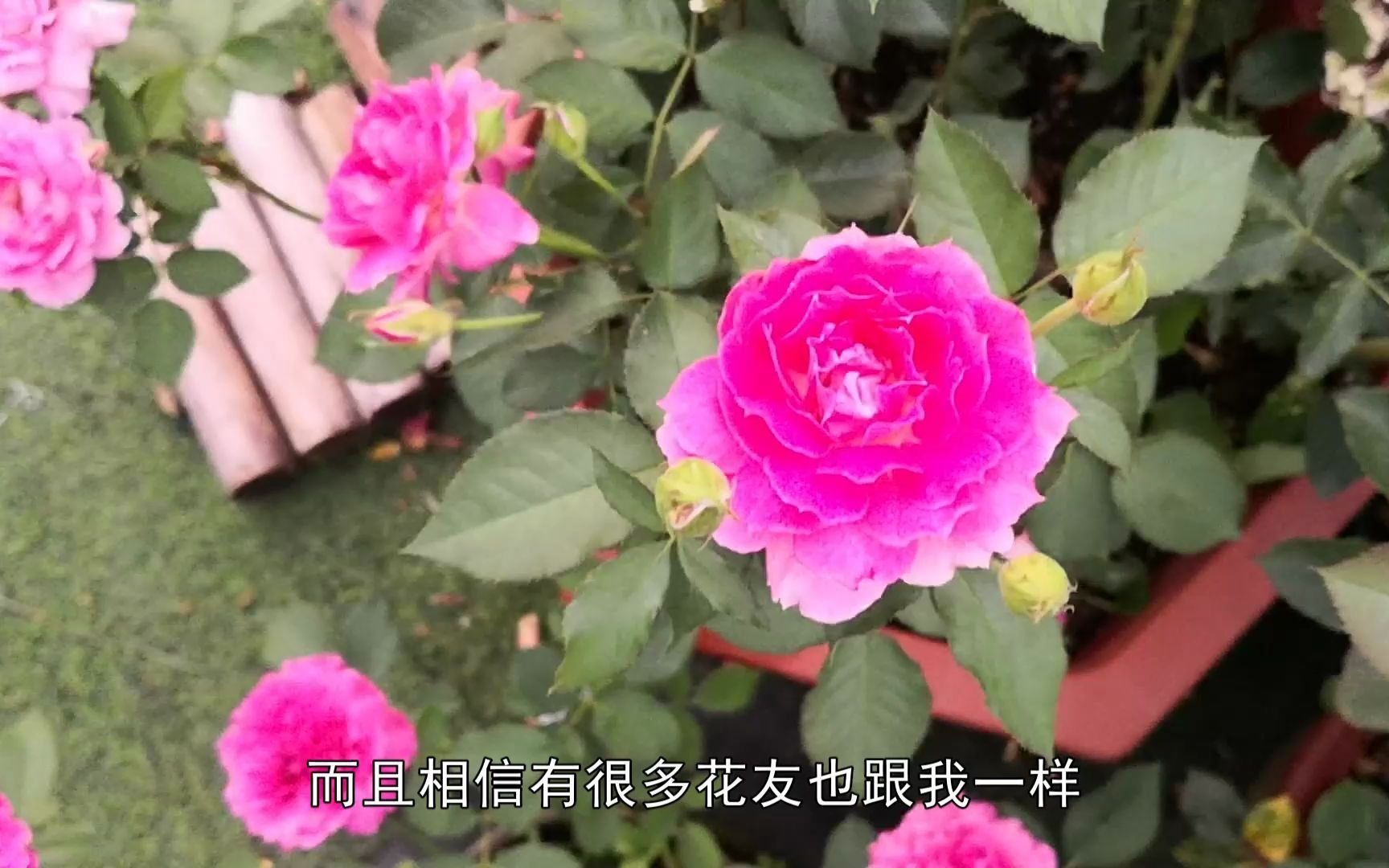 草药和天方夜谭月季的特点全对比,优缺点全知道_哔哩哔哩_bilibili