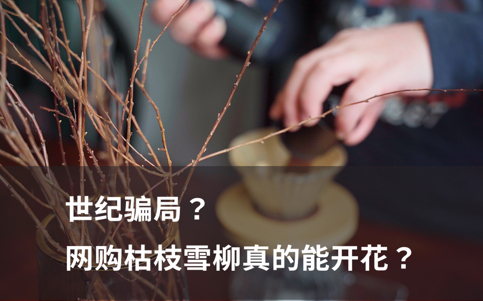 [图]15天亲测·网购雪柳能开花吗？