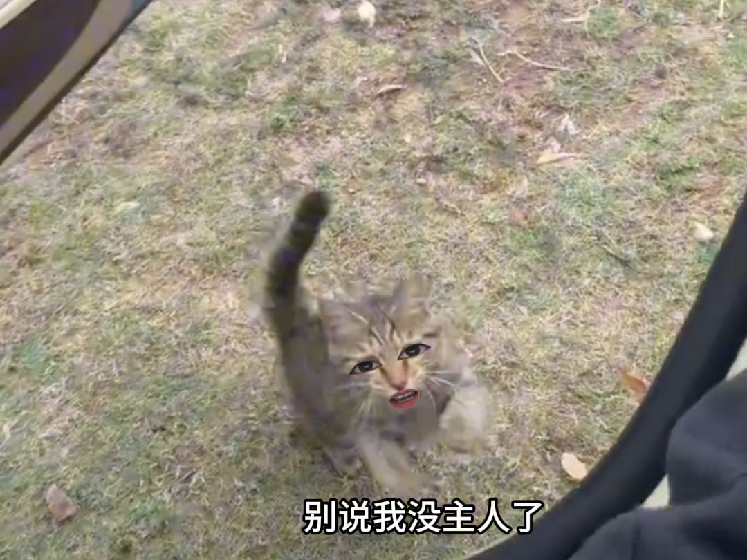 猫咪:糊涂!主人这不在面前呢么哔哩哔哩bilibili