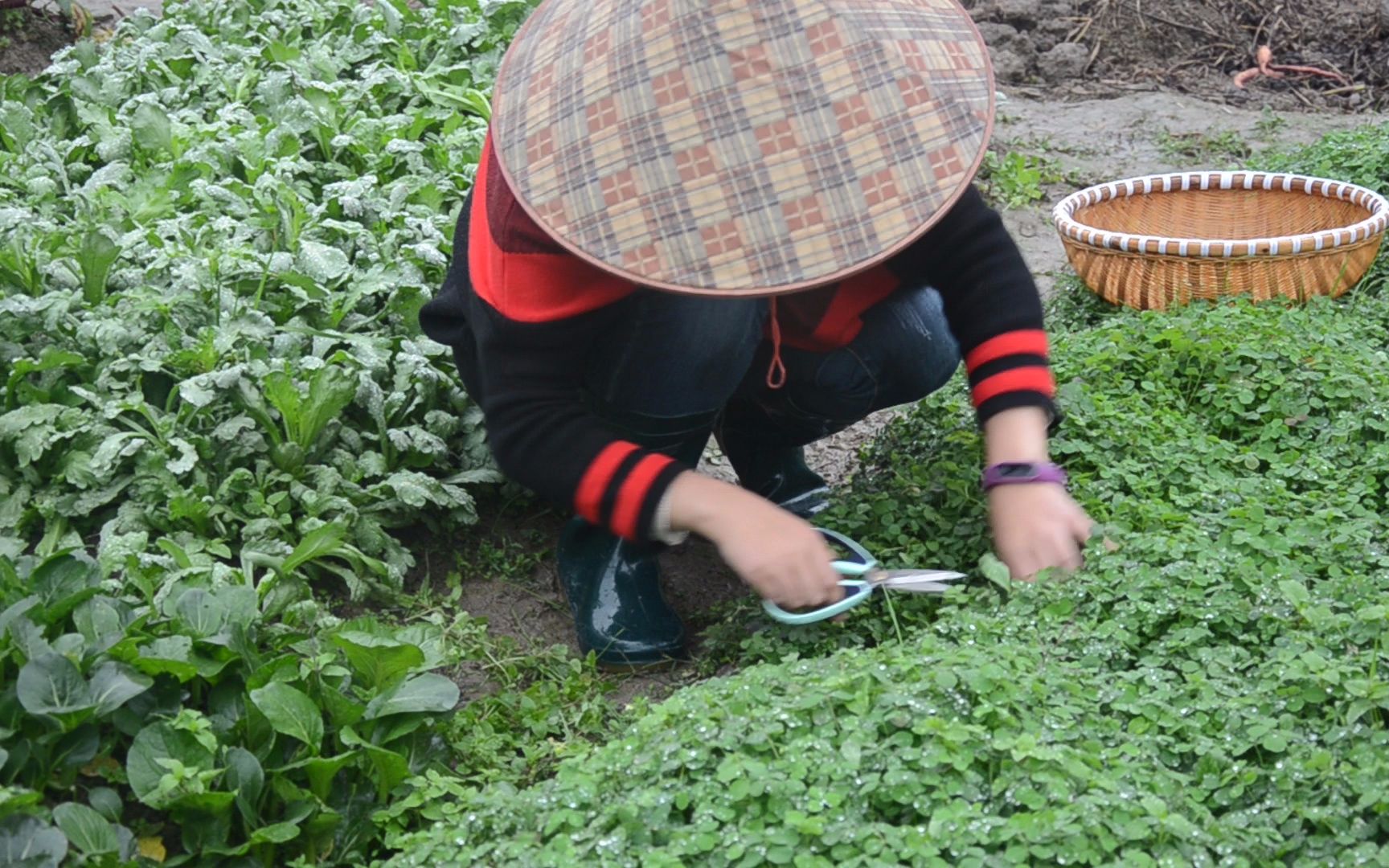 这种草10年前是喂猪吃的,如今却是农村人的美食,猪真幸福!哔哩哔哩bilibili