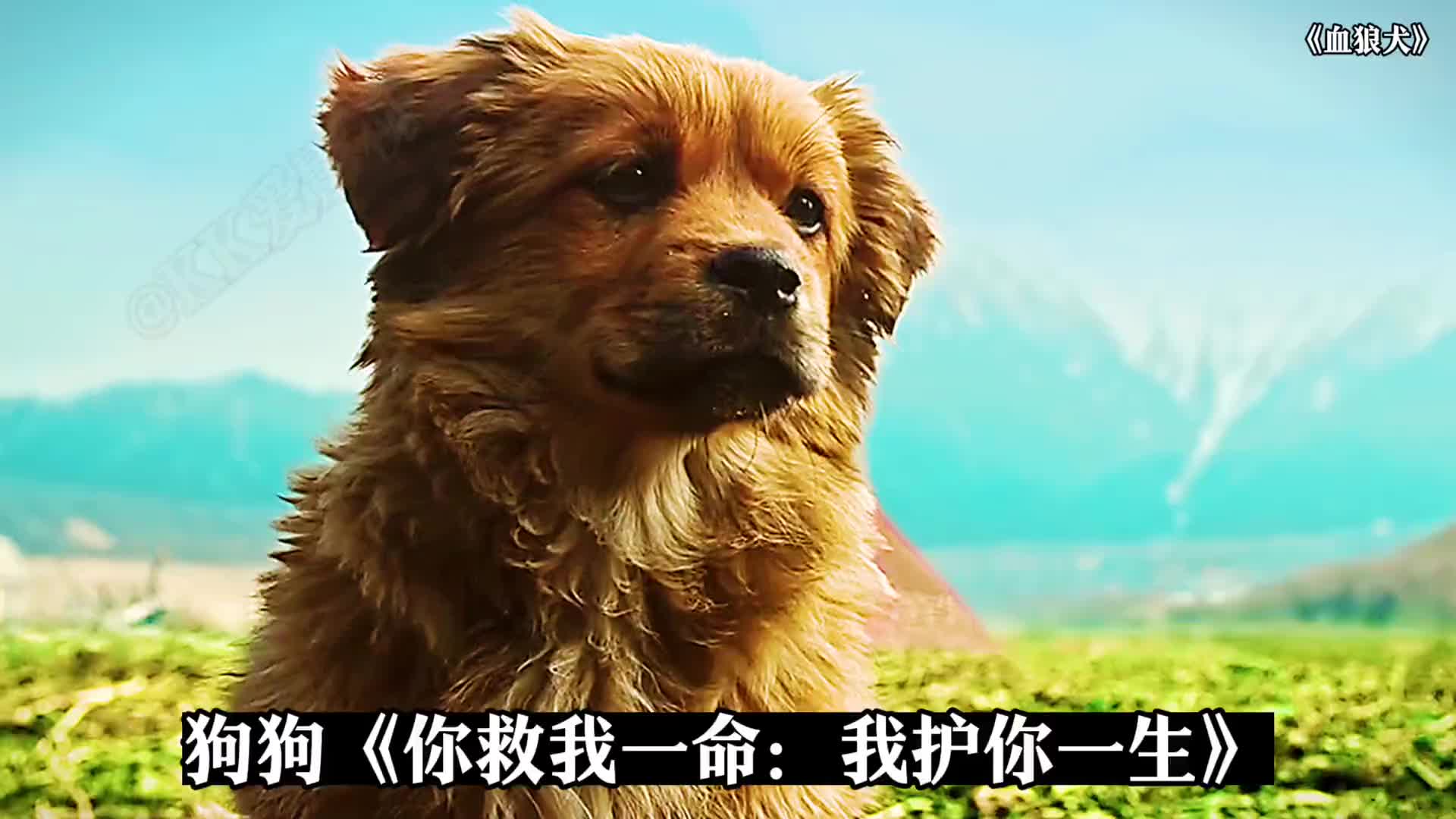 你救我一命我护你一生抖音热点狗狗我在抖音追剧血狼犬血狼犬蓝波