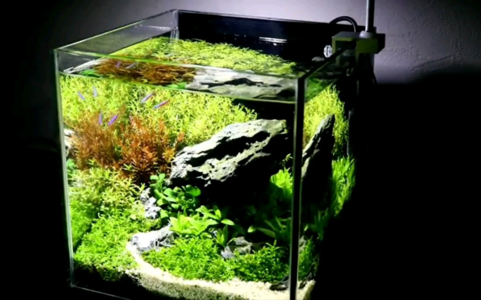 【草缸欣赏】20cm的草缸开缸过程 无水启动 再到成景_哔哩哔哩_bili