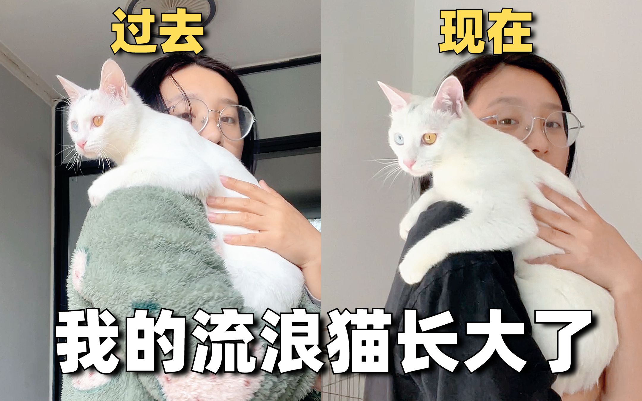 捡的流浪猫长大了~带去绝育啦!哔哩哔哩bilibili