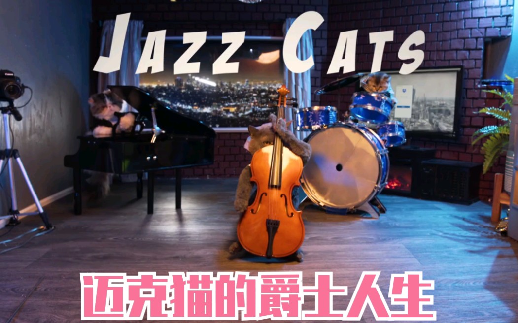 网红迈克猫爵士猫jazzcat