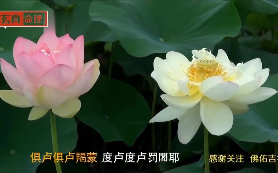 佛教音乐《大悲咒》原唱正版,常听常念增福报,功德无量得大利益哔哩哔哩bilibili