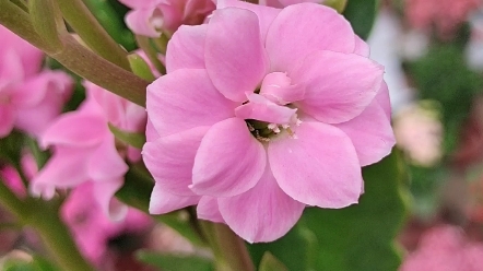 长寿花芳菲图片图片