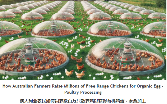澳大利亚农民如何饲养数百万只散养鸡以获得有机鸡蛋  家禽加工哔哩哔哩bilibili