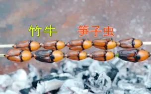 Tải video: 笋子虫，童年的味道，你们叫它什么，那它来做什么