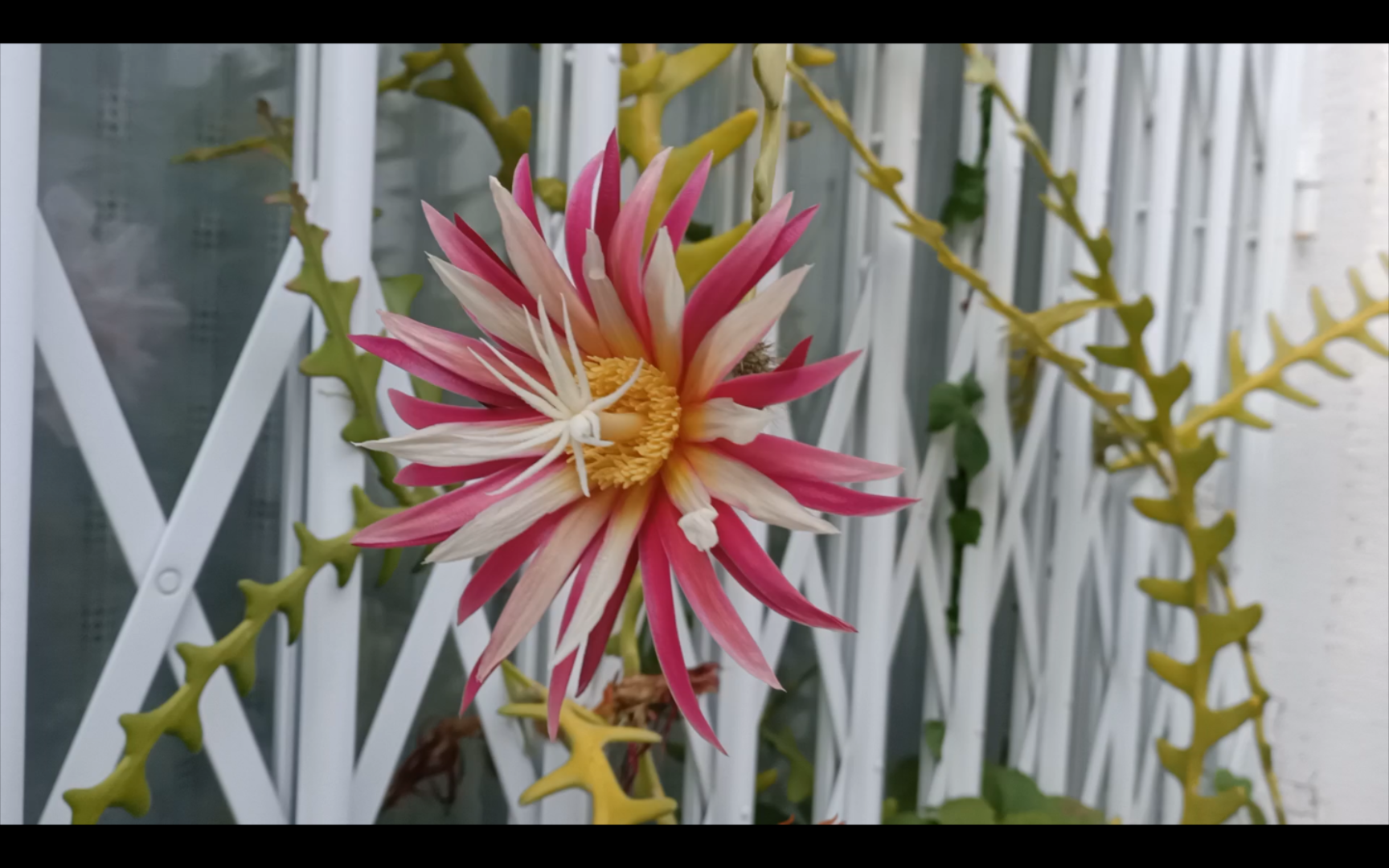 粉色锯齿昙花一现