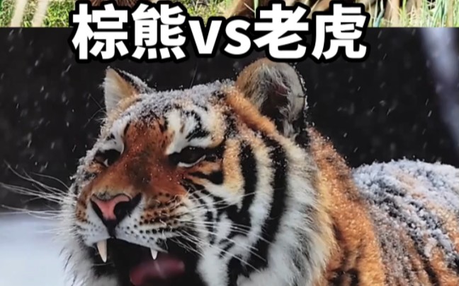 最强对决老虎vs棕熊哔哩哔哩bilibili