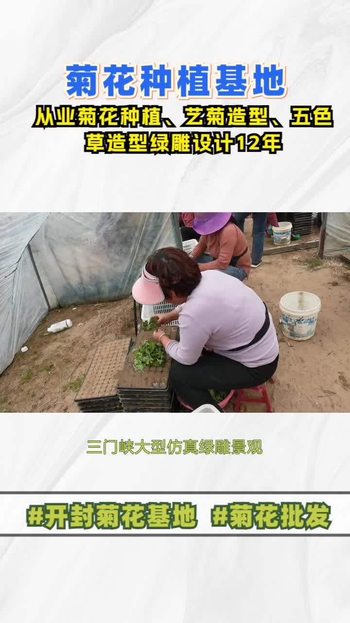 三门峡大型仿真绿雕景观,穴盘苗,绿雕造型,找景茂,河南菊花展布展设计厂家,覆盖区域包括山东的菏泽,济南,青岛,淄博等地区,关注我,免费获取...