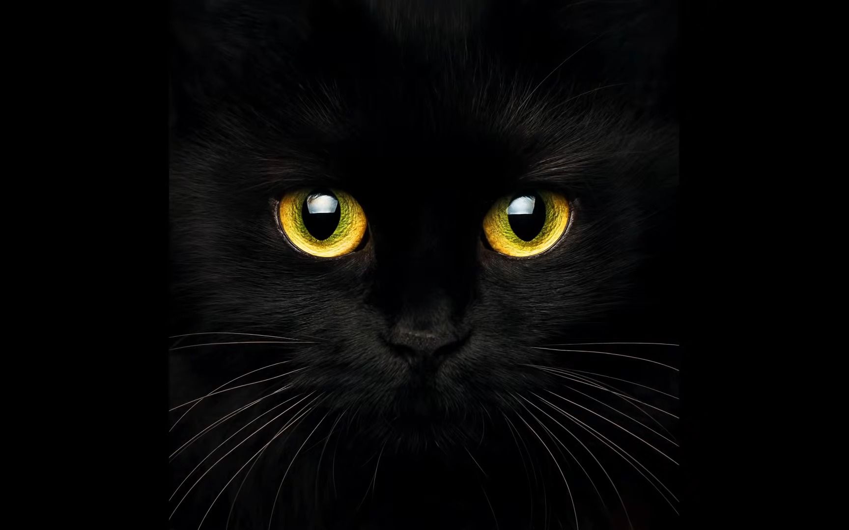 black cat acrylic painting live tutorial