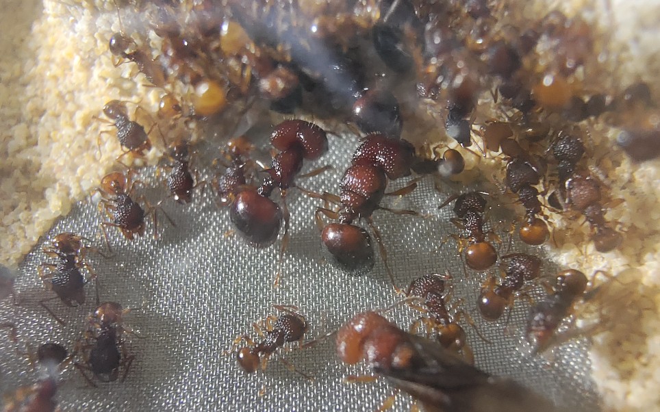 养了几个月的光腿刺切叶蚁