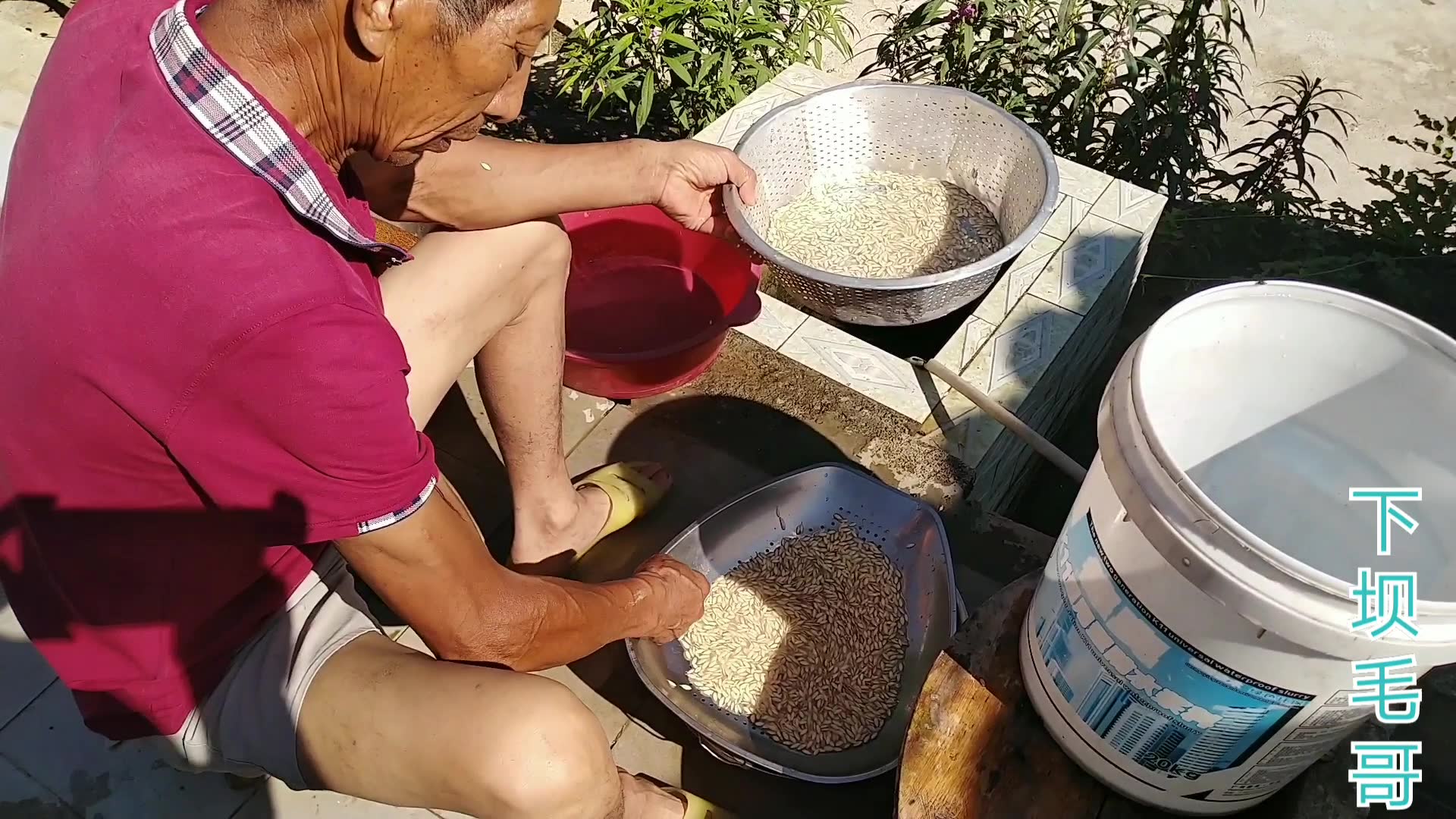 [图]好多人感叹现在的瓜果蔬菜吃不到小时候的味道，看毛哥家的黄瓜，自留种子，还是小时候的味道，很多人现在已经吃不到这种老品种了