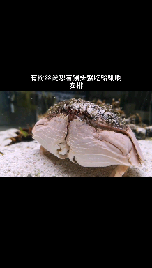 真馒头蟹是如何吃蛤蜊的?哔哩哔哩bilibili